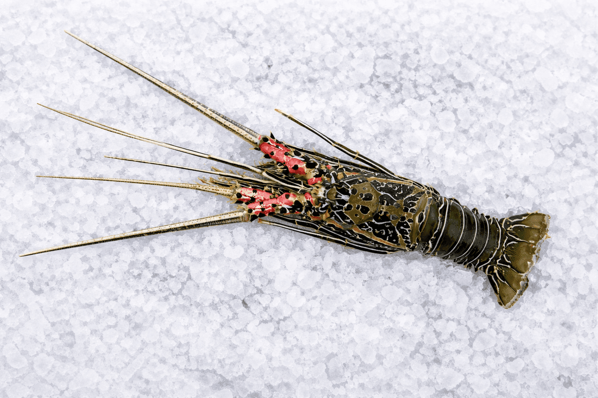 Bamboo Lobster