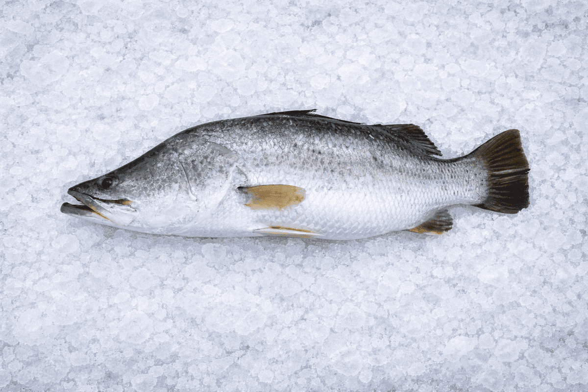 Barramundi