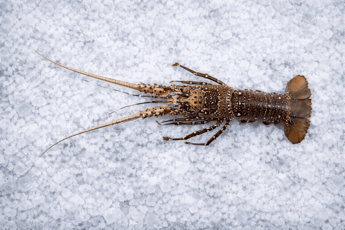 Batik Lobster