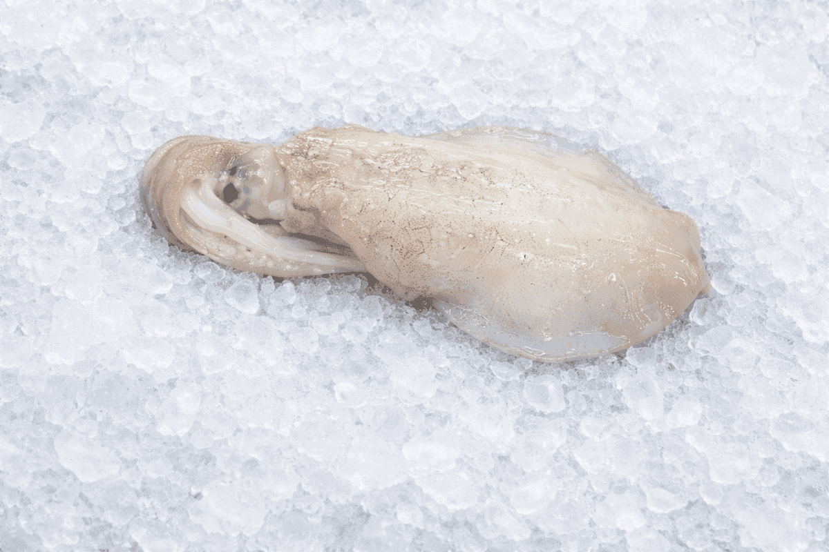 Bigfin Reef Squid