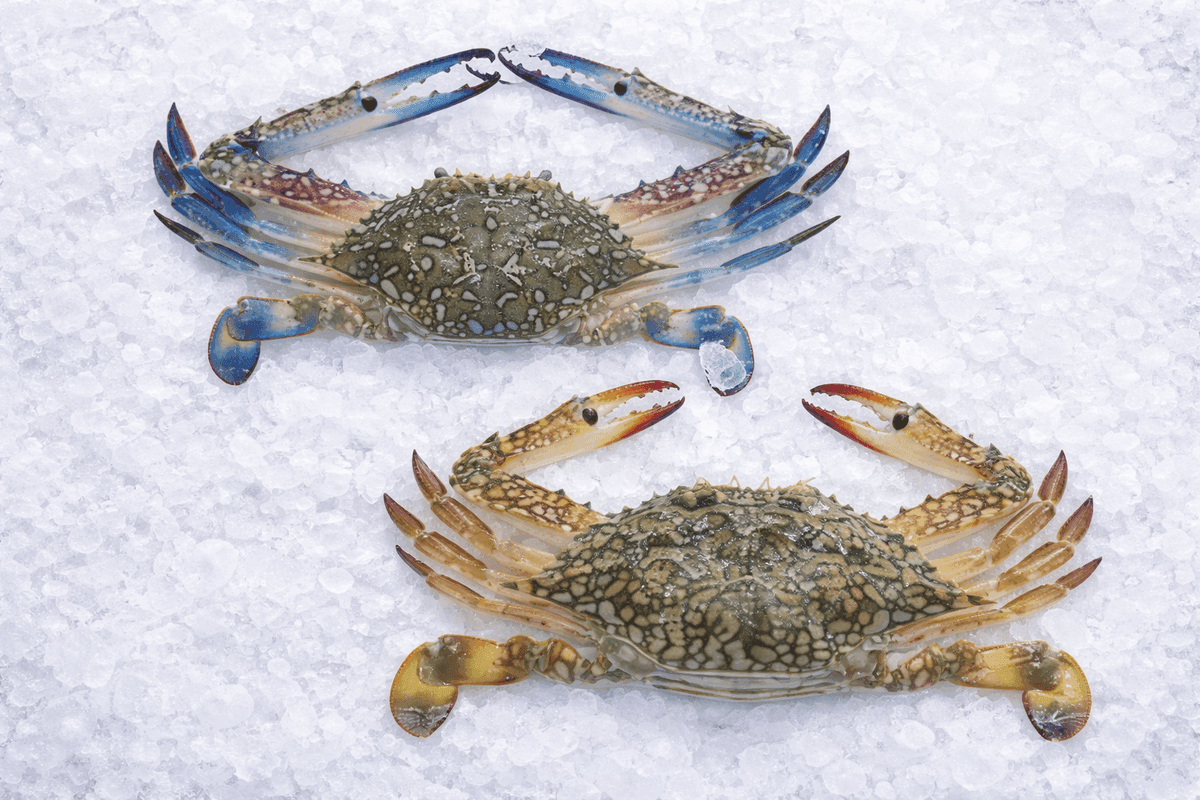 Blue Swimming Crab