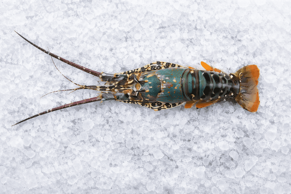 Blue Tiger Lobster