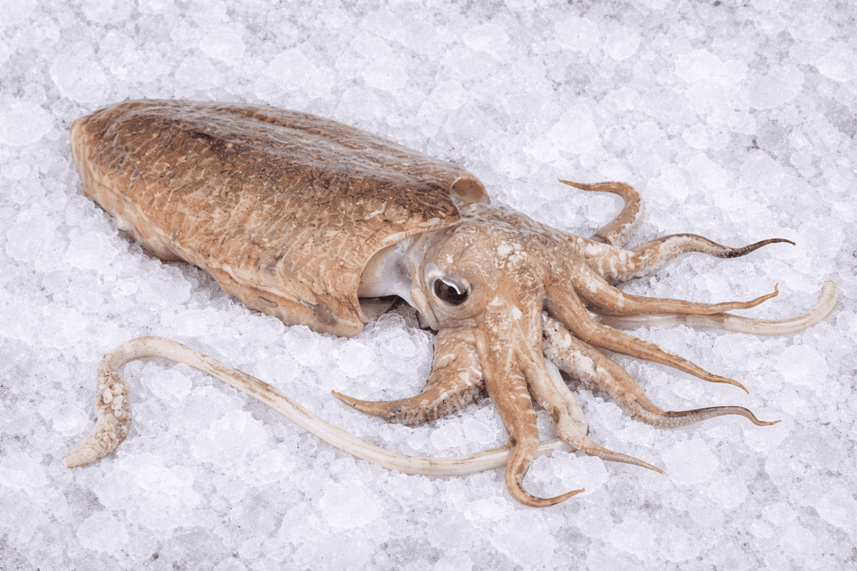Cuttlefish