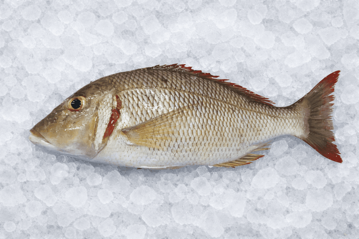 Emperor Fish