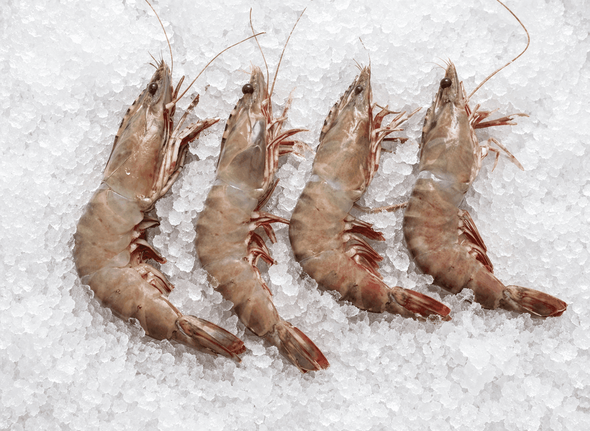 Flowery Prawn