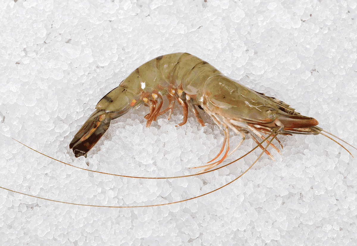 Giant Tiger Prawn