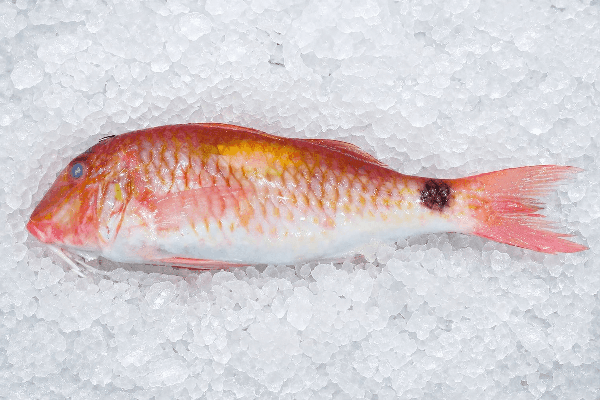 Goat Fish