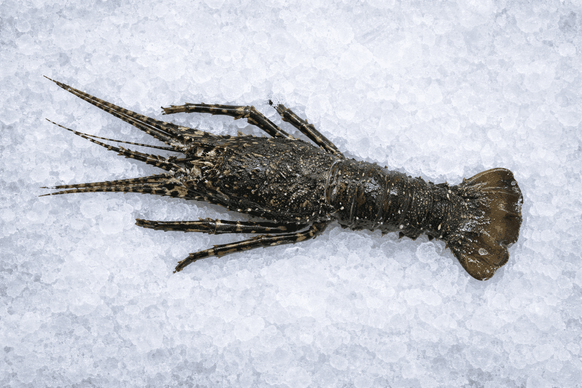 Green Lobster
