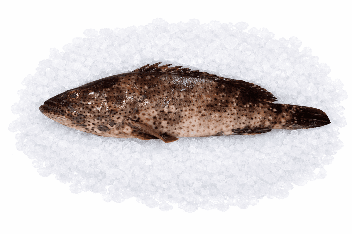 Grouper
