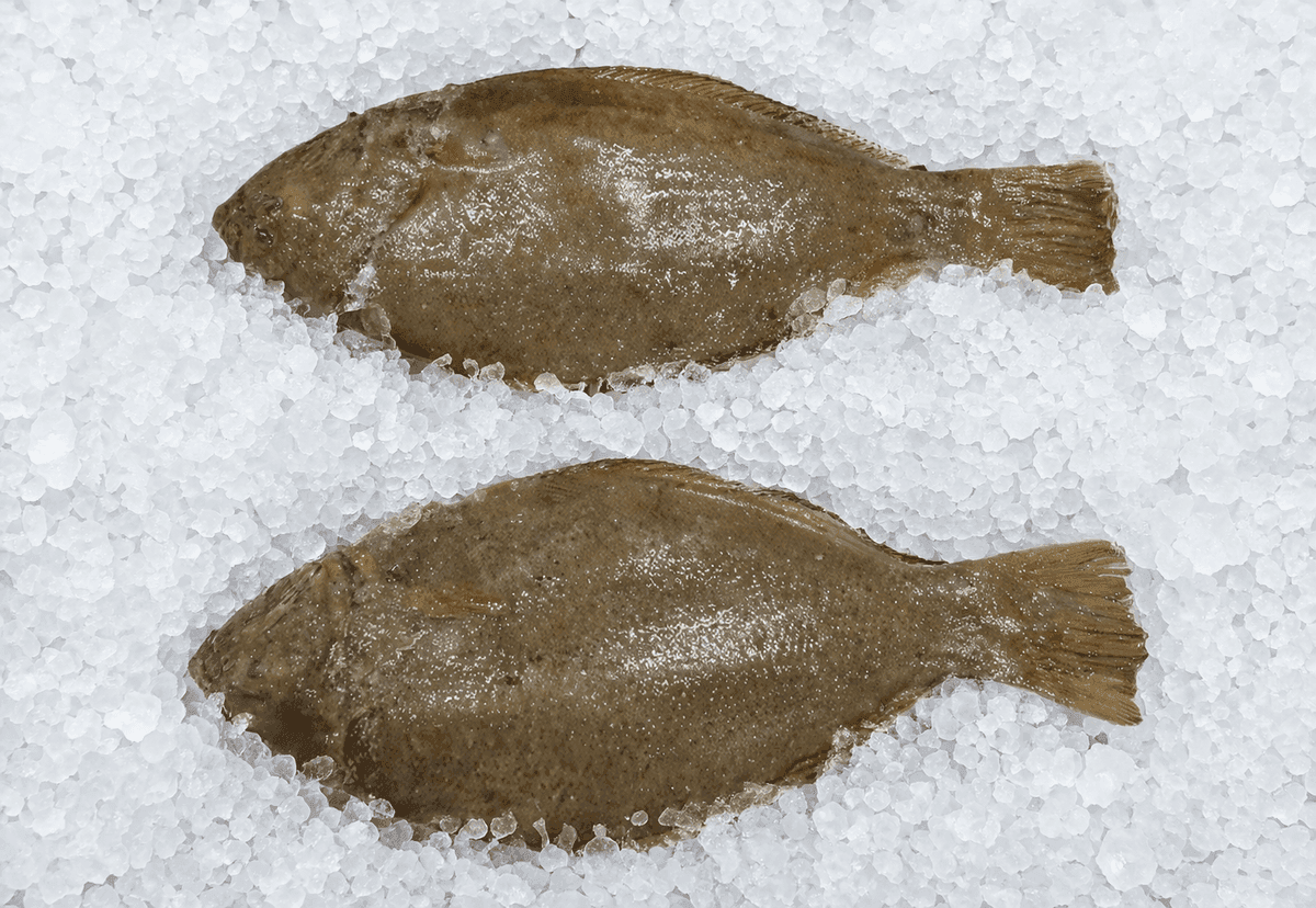 Halibut