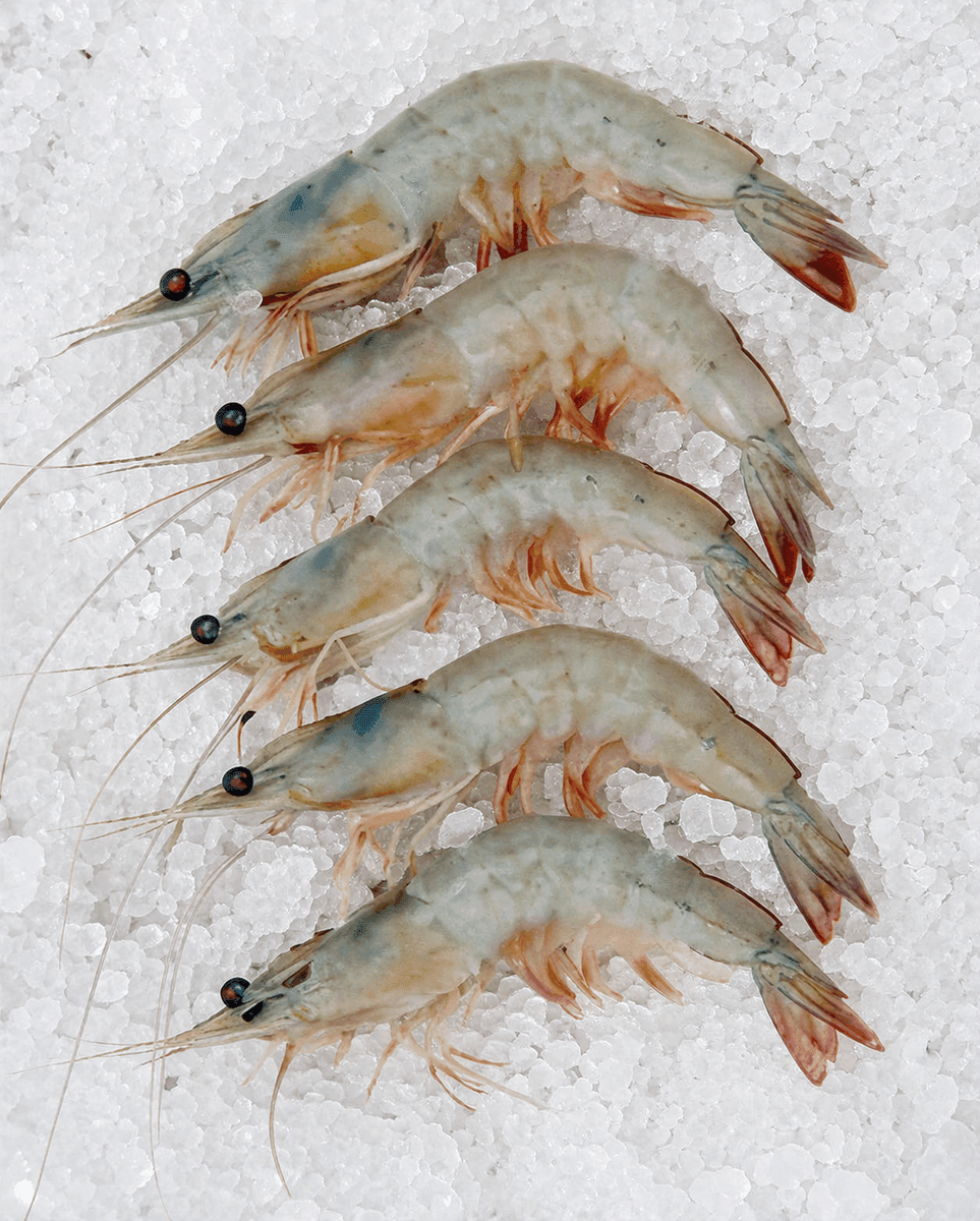 Indian White Prawn