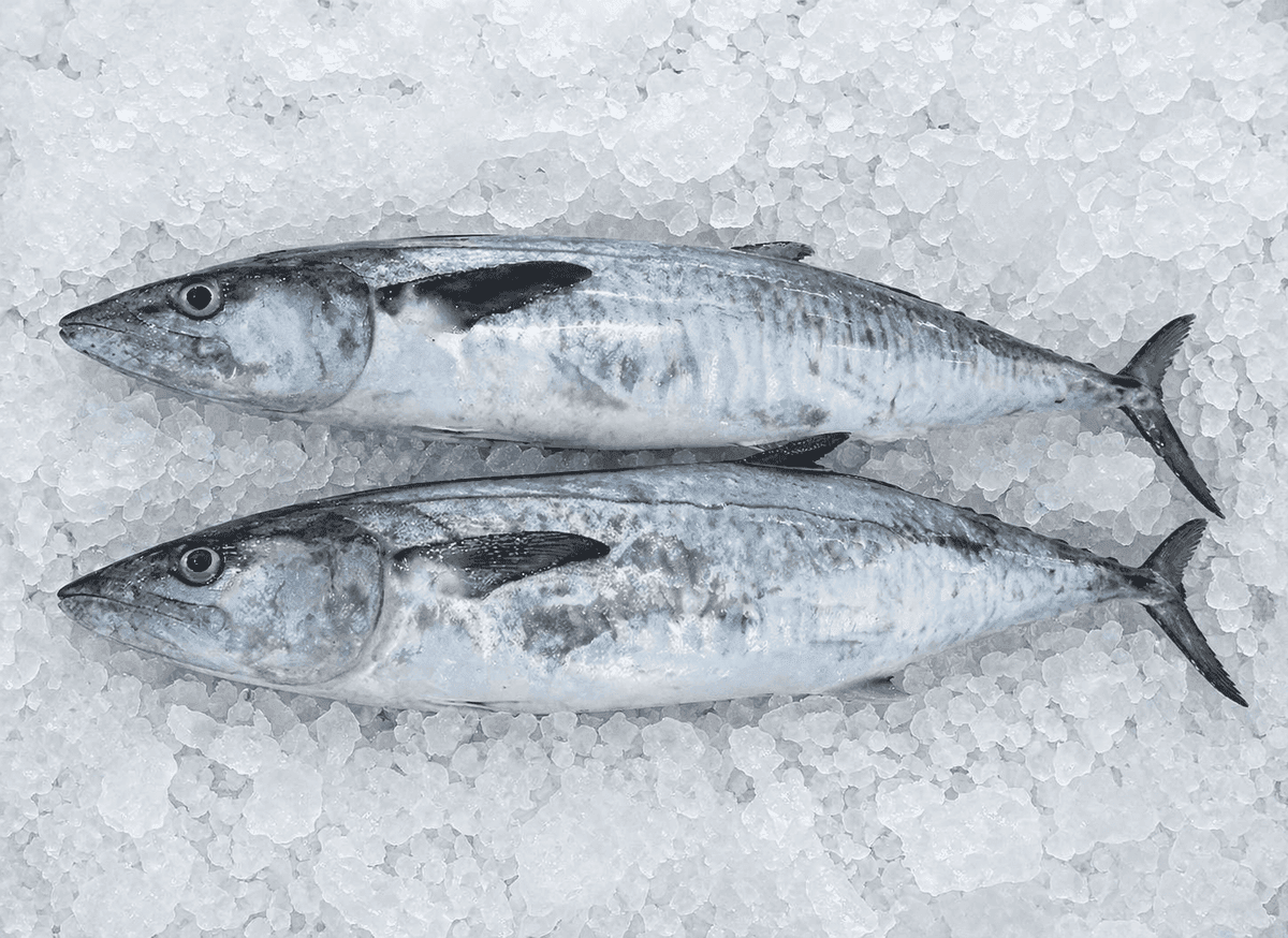 King Fish