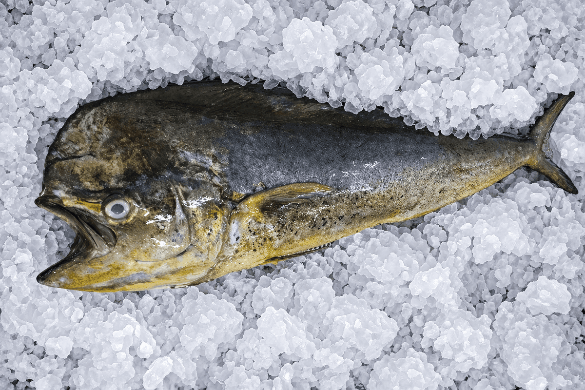 Mahi Mahi