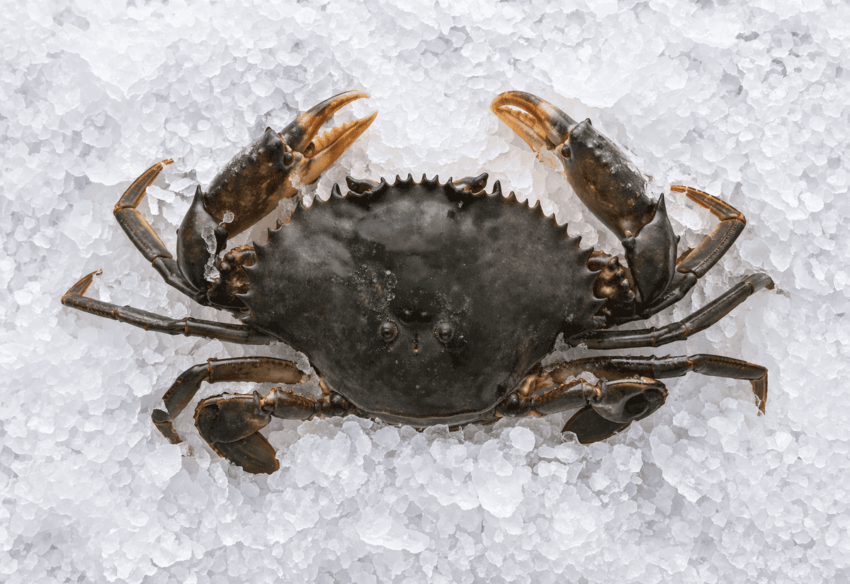 Mud Crab