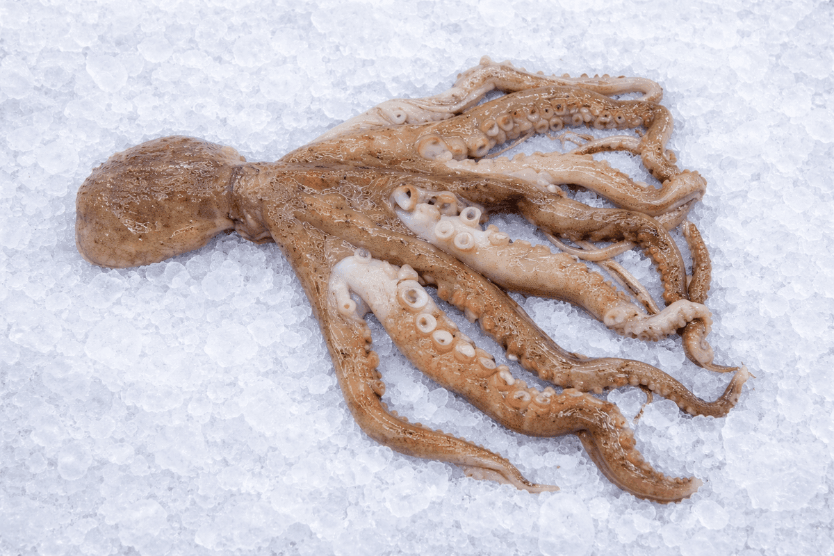 Octopus