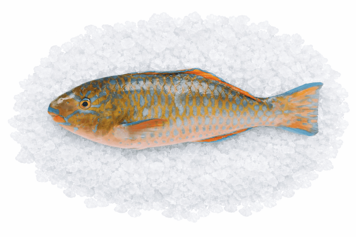 Parrot Fish