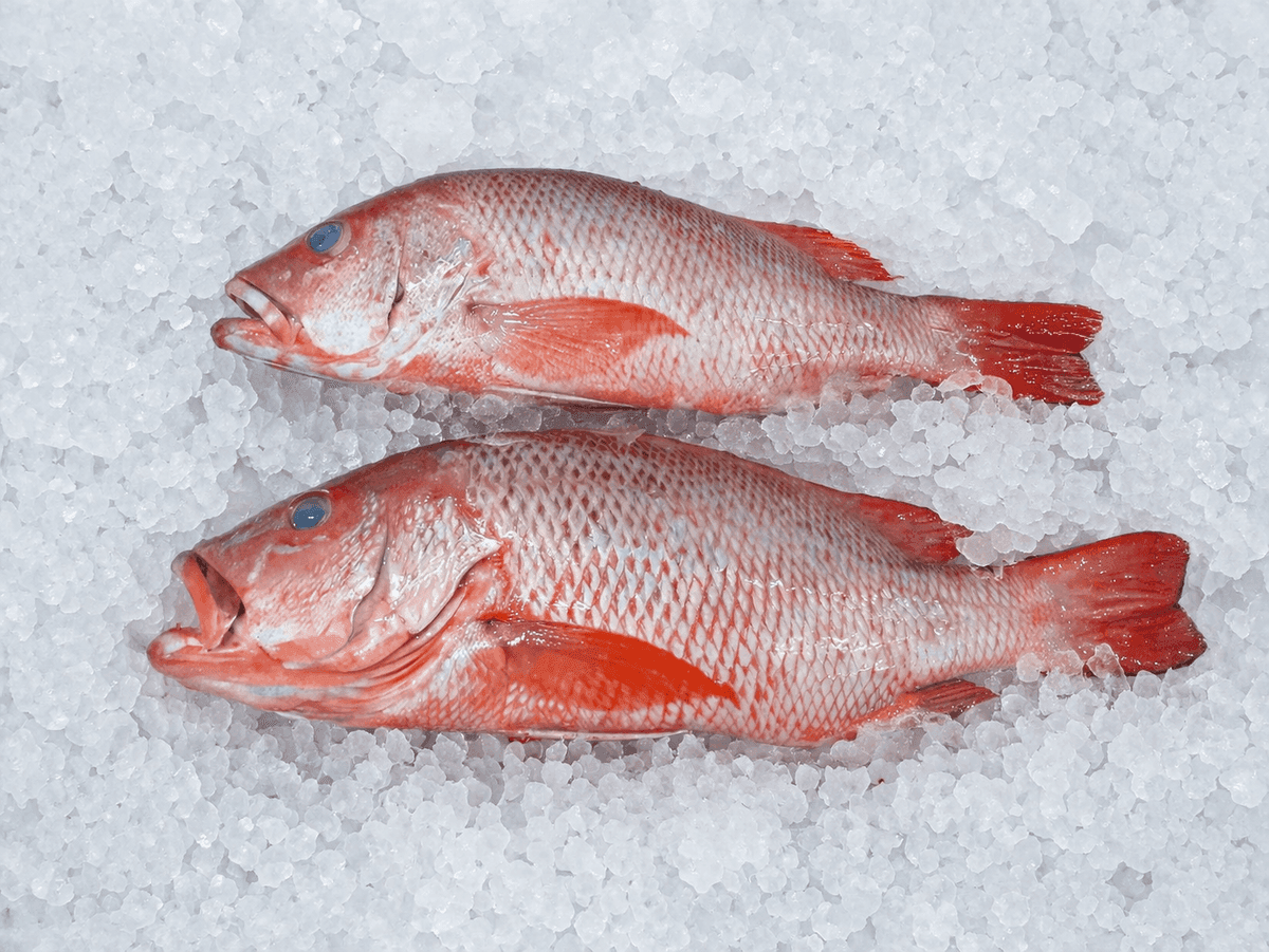 Red Snapper