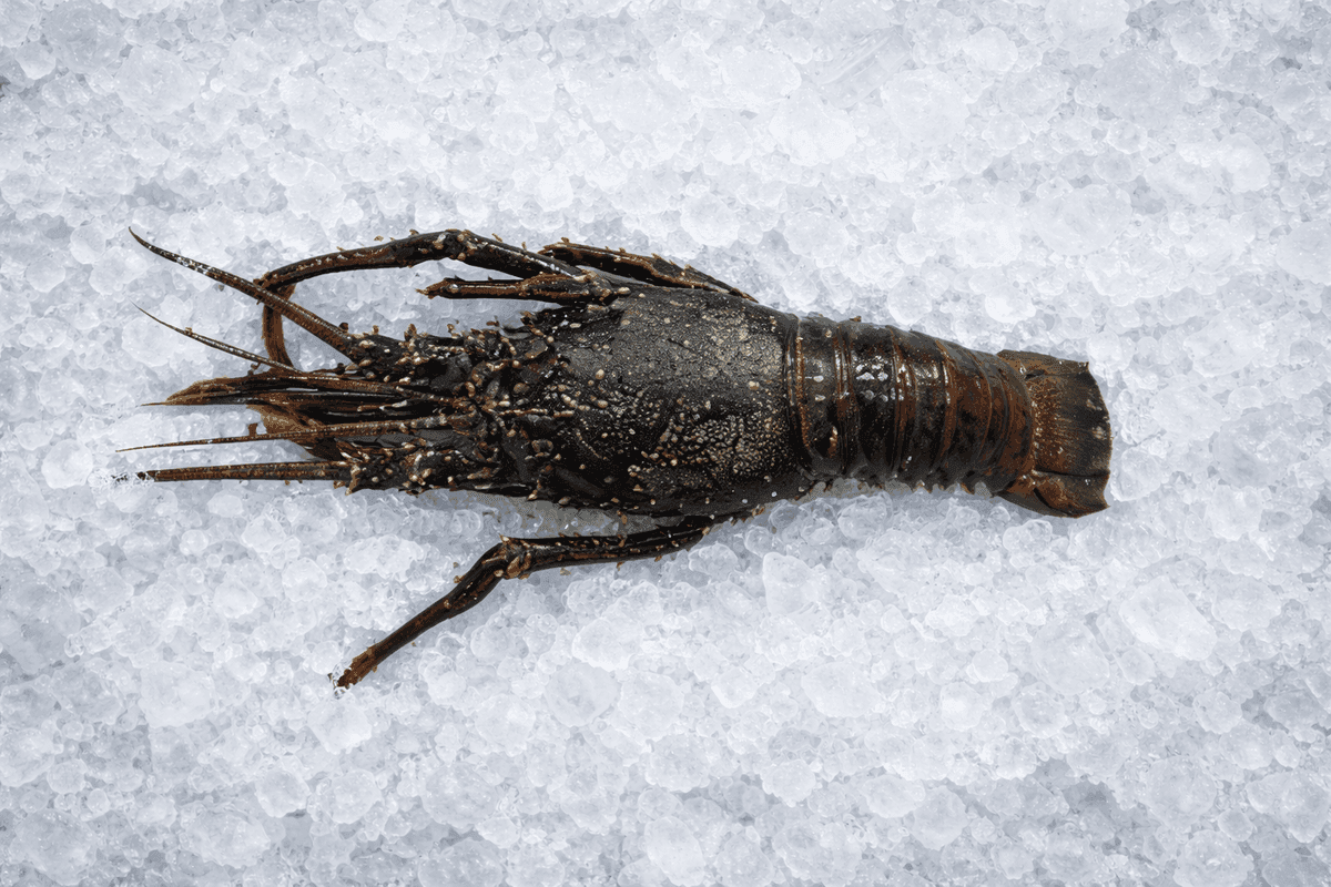 Rock Lobster