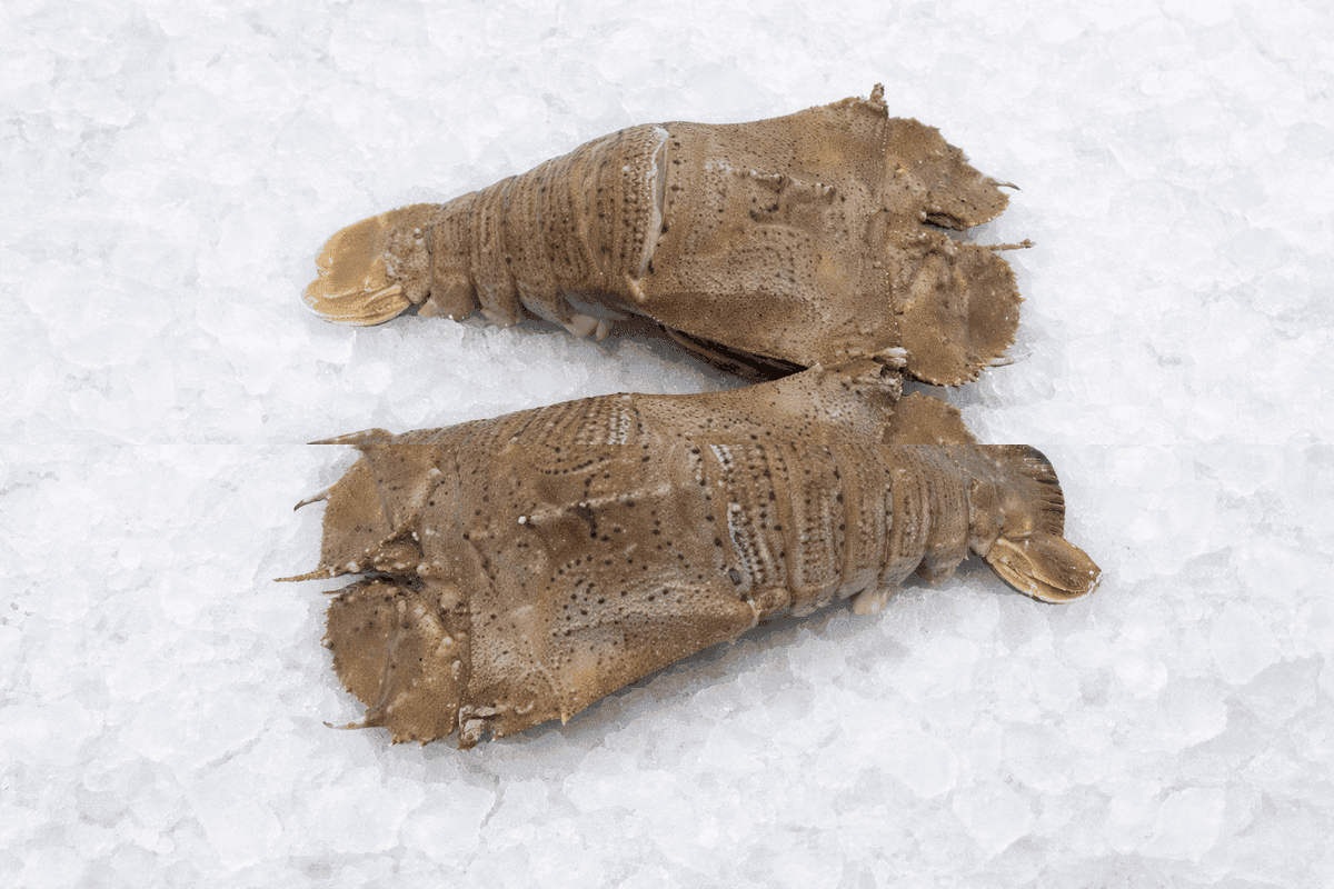 Slipper Lobster