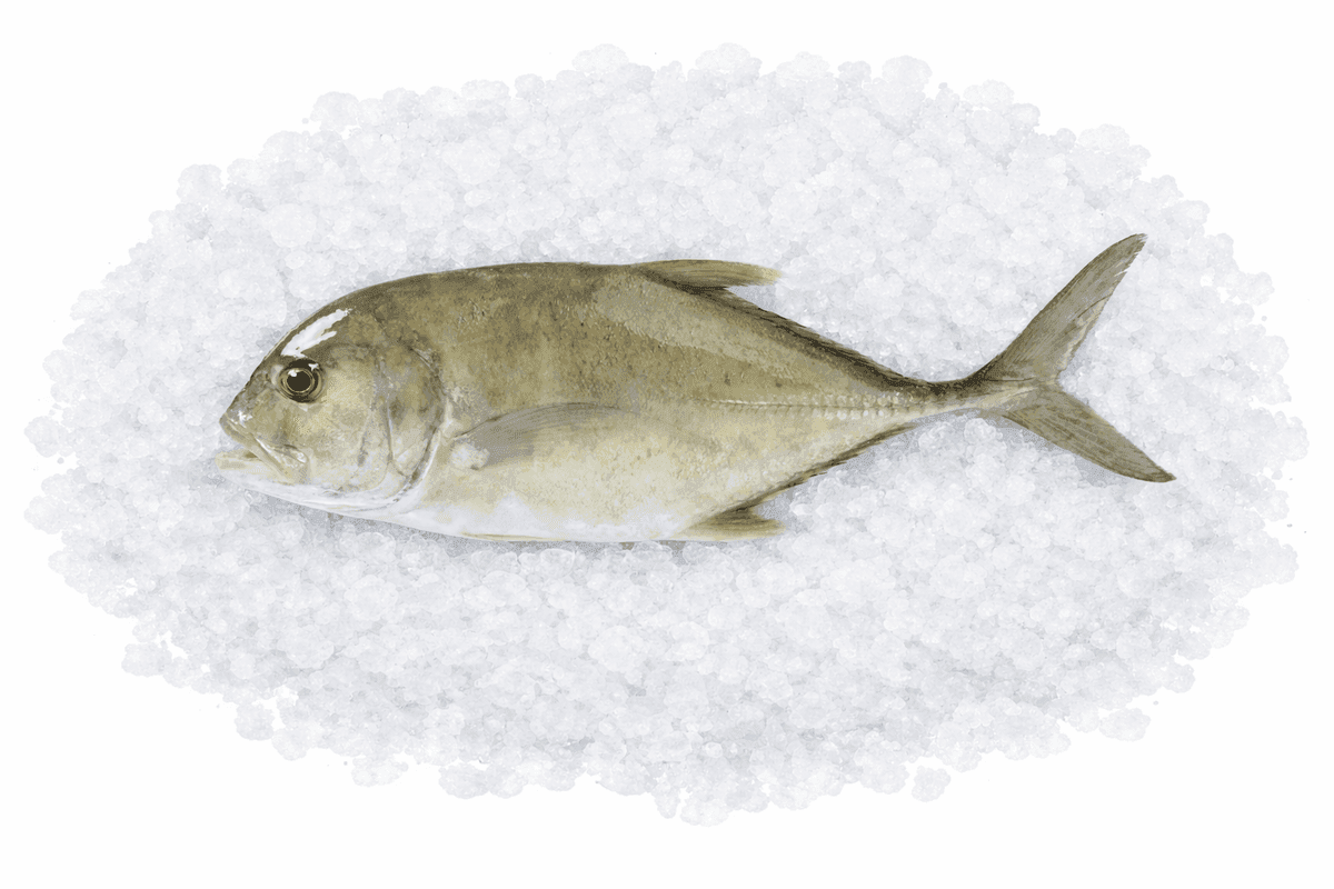 Trevally