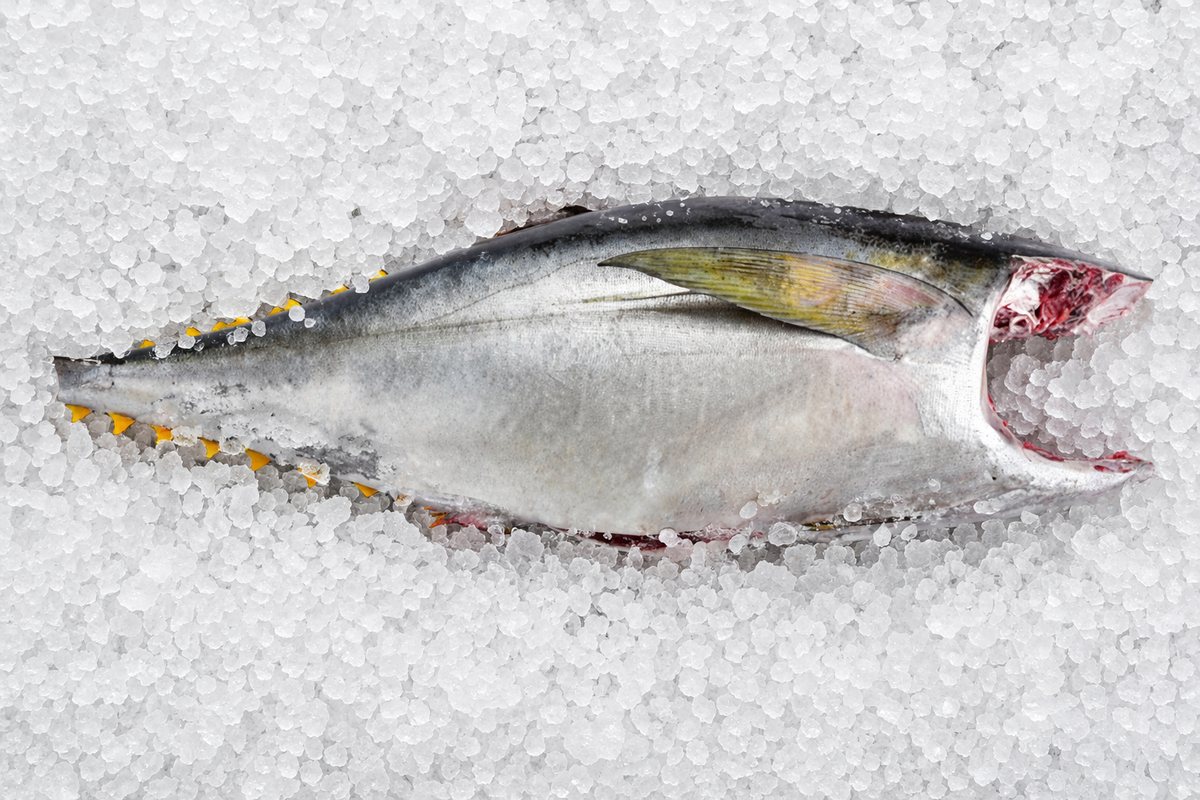 Tuna H/G